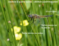 /album/libellulidae1/p1410544-2-jpg1/