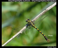 /album/gomphes-et-onychogomphes/p1110535-jpg/