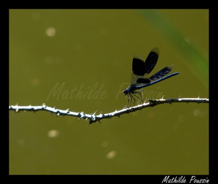 Caloptéryx éclatant - Calopteryx splendens mâle