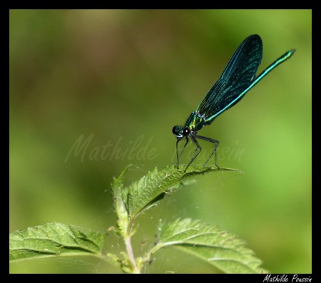 Caloptéryx vierge - Calopteryx virgo mâle