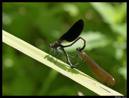 Coeur copulatoire de Caloptéryx hémorroidal - Calopteryx haemorrhoidalis