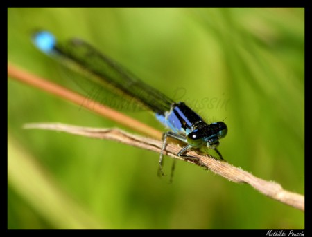Agrion élégant - Ischnura elegans