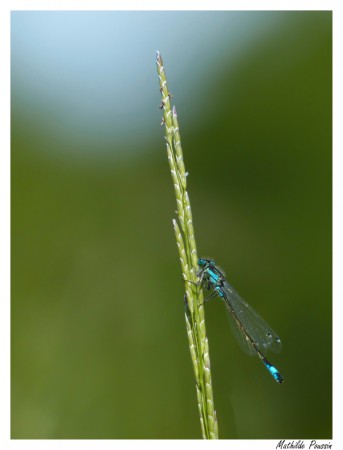 Agrion élégant - Ischnura elegans