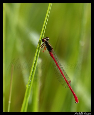 Agrion délicat - Ceriagrion tenellum