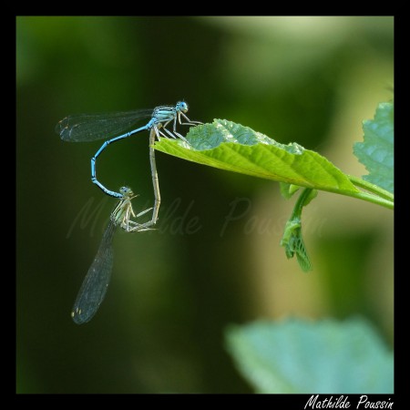 Coeur copulatoire d'Agrion à larges pattes - Platycnemis pennipes