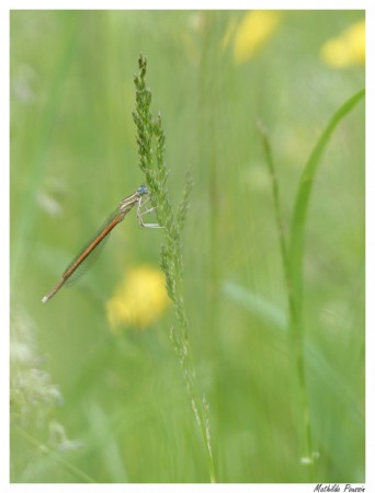 Agrion orangé - Platycnemis acutipennis