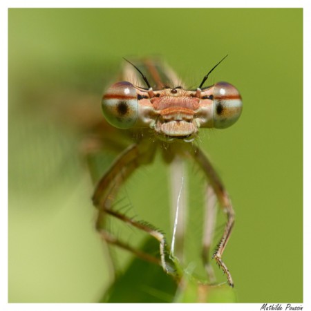 Agrion orangé - Platycnemis acutipennis