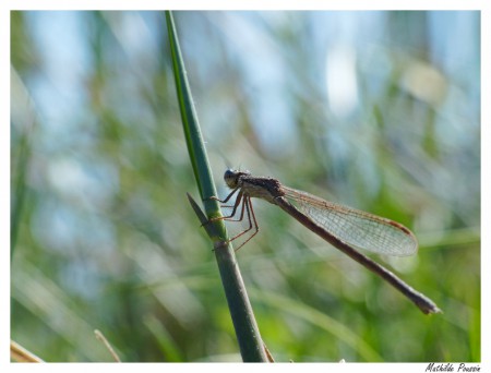 Leste brun - Sympecma fusca