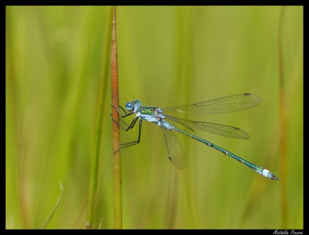 Leste des bois - Lestes dryas