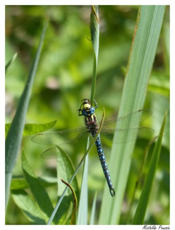 Aeschne velue-printannière - Brachytron pratense
