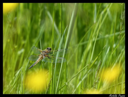 Libellule à quatre taches - Libellula quadrimaculata