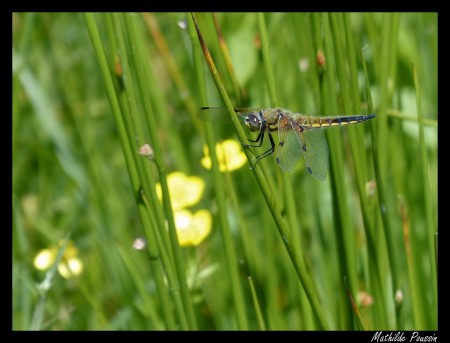 Libellule à quatre taches - Libellula quadrimaculata