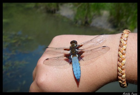 Libellule déprimée - Libellula depressa
