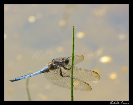 Orthétrum bleuissant - Orthetrum coerulescens