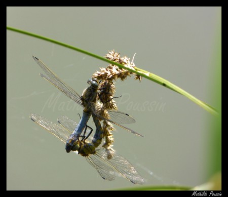 Coeur copulatoire d'Orthétrum réticulé - Orthetrum cancellatum