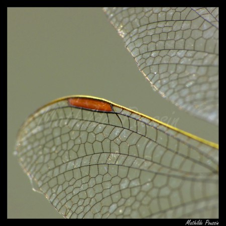 Détail d'une aile d'un Orthétrum bleuissant - Orthetrum coerulescens