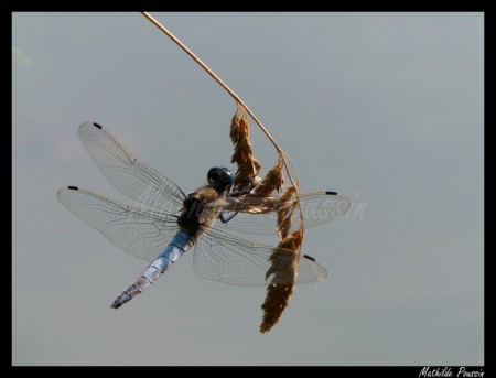 Orthétrum réticulé - Orthetrum cancellatum