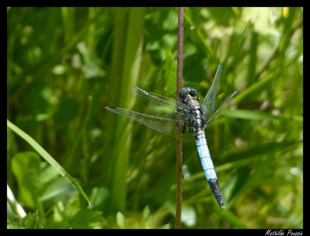 Orthétrum à stylets blancs - Orthetrum albistylum