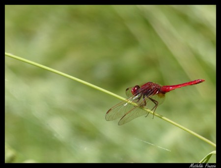 Crocothémis écarlate - Crocothemis erythraea