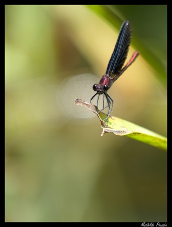 Caloptéryx hémorroidal - Calopteryx haemorrhoidalis