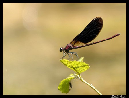 Caloptéryx hémorroidal - Calopteryx haemorrhoidalis
