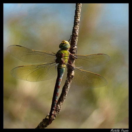 Anax empereur - Anax imperator