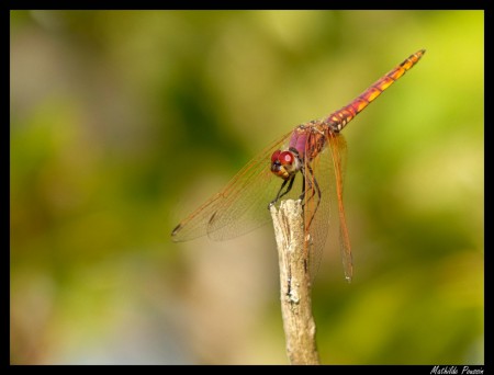 Trithémis pourpré - Trithemis annulata
