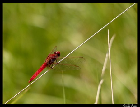 Crocothémis écarlate - Crocothemis erythraea