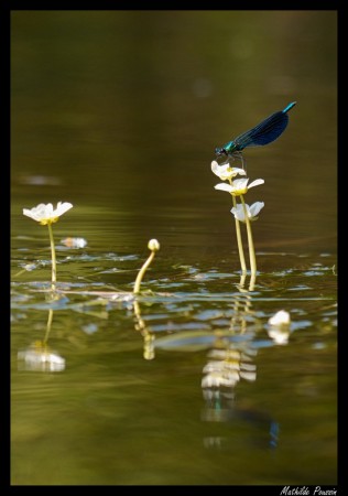 Caloptéryx occitan - Calopteryx xanthostoma