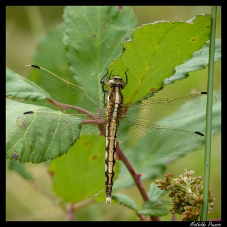 Orthétrum à stylets blancs - Orthetrum albistylum femelle
