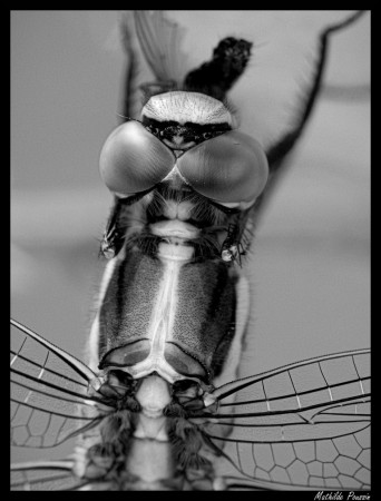 Orthétrum à stylets blancs - Orthetrum albistylum femelle