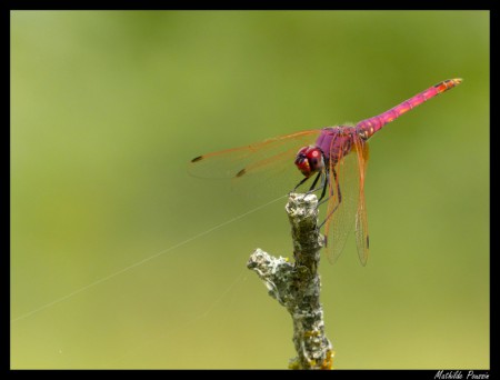 Trithémis pourpré - Trithemis annulata mâle