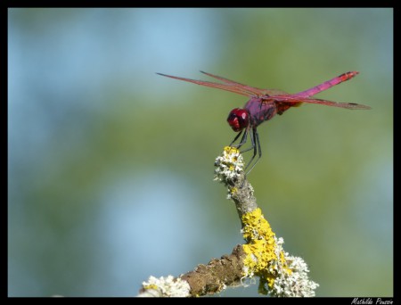 Trithémis pourpré - Trithemis annulata