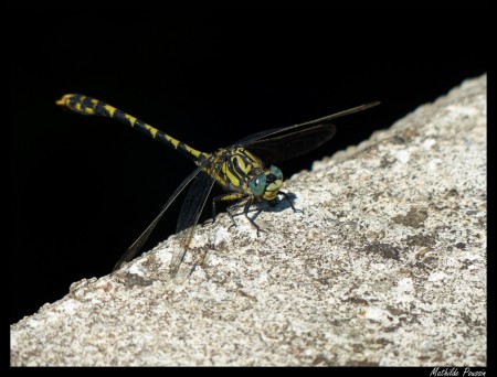 Onychogomphe à crochets - Onychogomphus uncatus