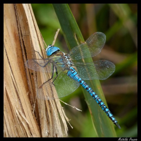 Aeschne affine - Aeshna affinis mâle