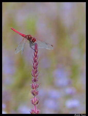 Sympétrum de fonscolombe - Sympetrum fonscolombii mâle