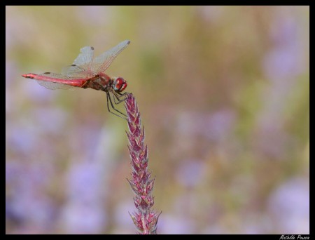 Sympétrum de fonscolombe - Sympetrum fonscolombii mâle