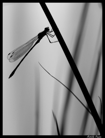 Leste fiancé - Lestes sponsa mâle