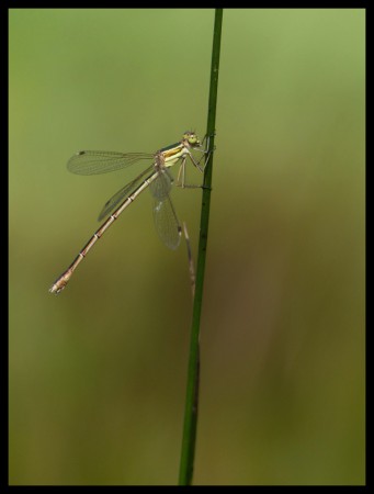 Leste fiancé - Lestes sponsa femelle
