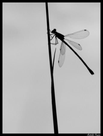 Leste fiancé - Lestes sponsa mâle