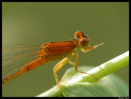 Agrion nain - Ishnura pumilio femelle