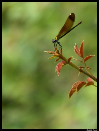 Calopteryx haemorrhoidalis femelle